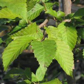 American Hornbeam