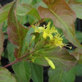 Bush-honeysuckle