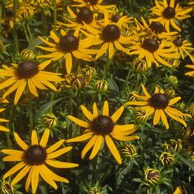 Black-Eyed Susan