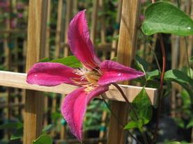 Scarlet Clematis