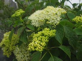 Pagoda Dogwood