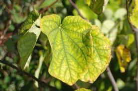 Eastern Redbud