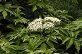 American Elder