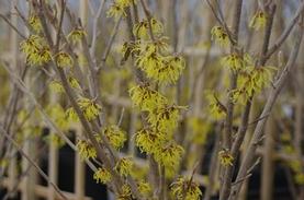 Chinese Witchhazel