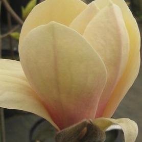 Magnolia