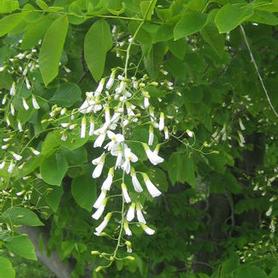 American Yellowwood