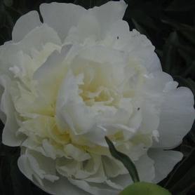 Herbaceous Peony