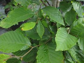American Beech