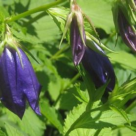 Canterbury Bells