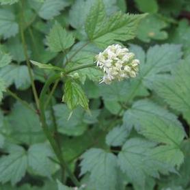 Actaea pachypoda Misty Blue