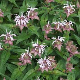 Eastern Bee Balm