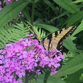 Garden Phlox