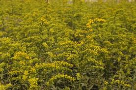 Short's Goldenrod