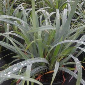 Glaucous Woodland Sedge