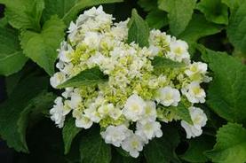 Bigleaf Hydrangea