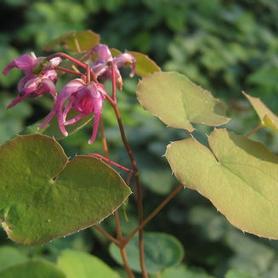 Barrenwort