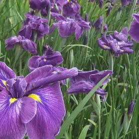 Japanese Iris
