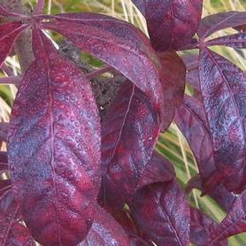 Shining Sumac