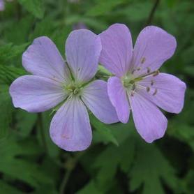 Spotted Cranesbill