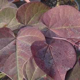 Eastern Redbud