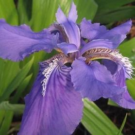 China Roof Iris