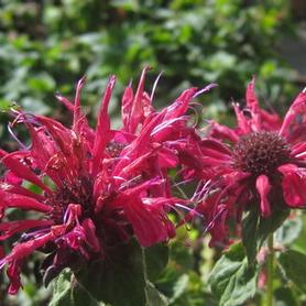 Bee Balm