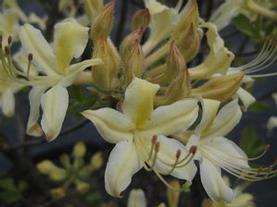 Hybrid Azalea