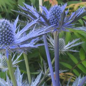 Sea Holly