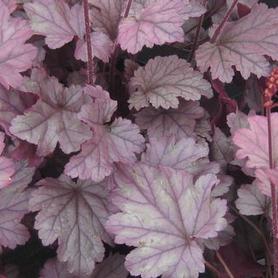 Coral Bells - Alum Root