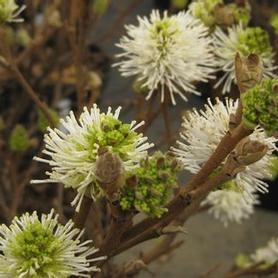 Dwarf Fothergilla