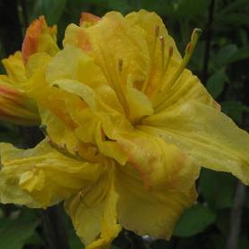 Exbury Azalea