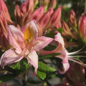 Hybrid Azalea