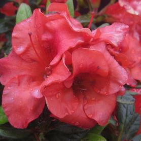 Encore Azalea