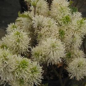 Fothergilla