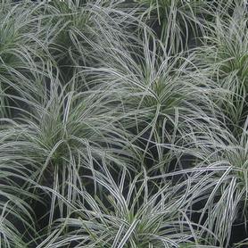 Weeping Sedge