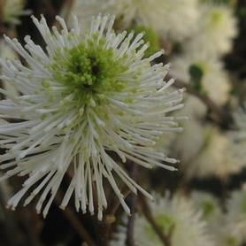 Fothergilla