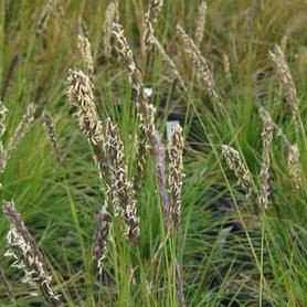 Autumn Moor Grass