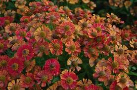 Sneezeweed