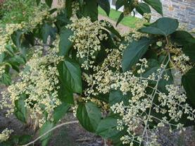 Chinese Pearlbloom