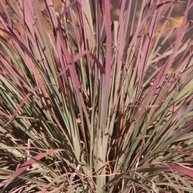 Little Bluestem