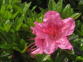 Girard Hybrid Azalea