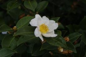 Camellia