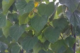 Eastern Redbud