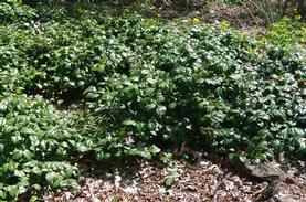 American Holly