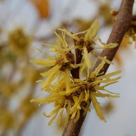 Common Witchhazel