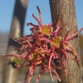 Common Witchhazel
