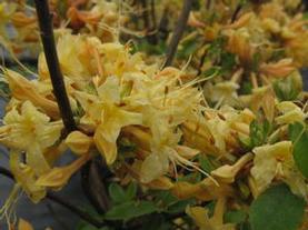 Hybrid Azalea