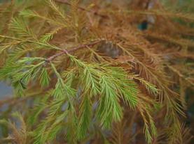 Baldcypress