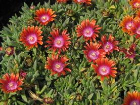 Ice Plant