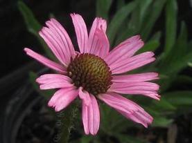 Tennessee Coneflower